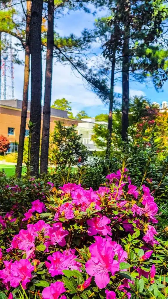 wral azalea garden