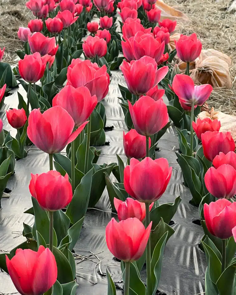 tulips planted in a bed