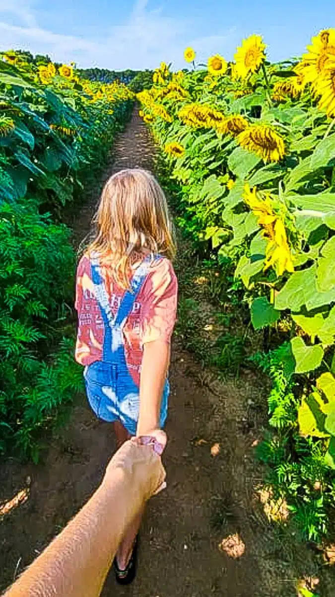 dorothea dix park sunflowers 3 edited