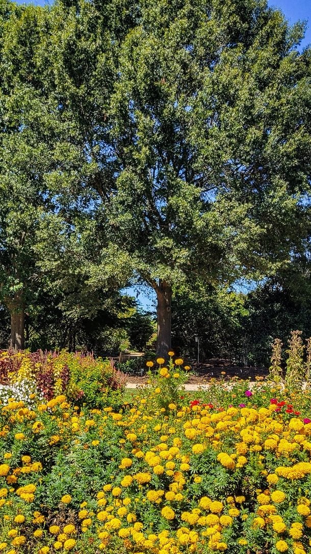 jc raulston Arboretum nc state university 8 edited