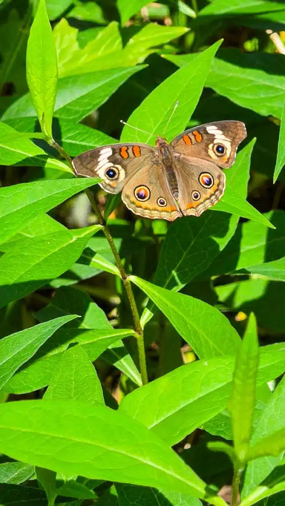 butterfly at danville science center