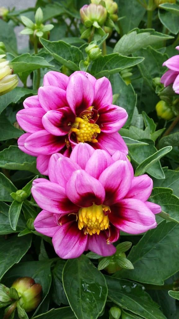 atlantic gardening 1