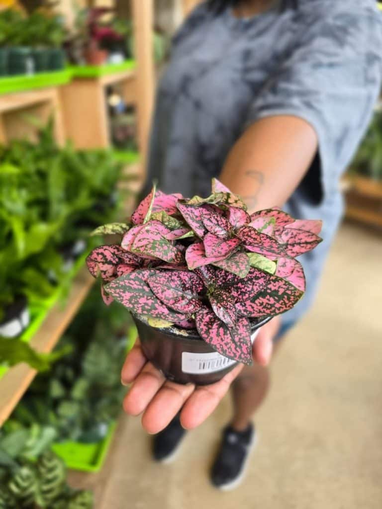 person holding a plant at copperline plant co