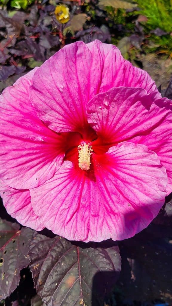 Pink flower
