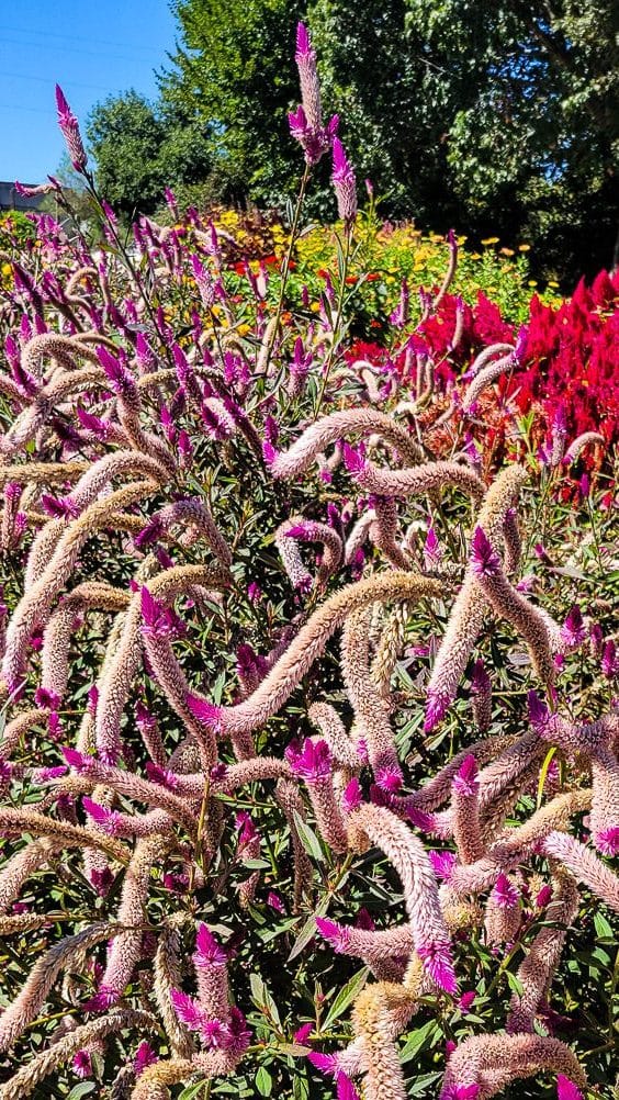 Pink colored plant