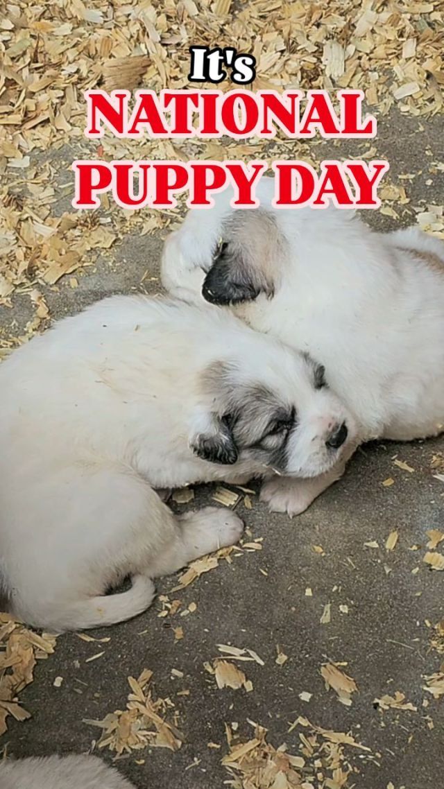 🐕 Celebrate your puppy in the comments below ... puppy or grown 

📷  Adorable Great Pyrenees from @ashlanmeadows farm in Johnston County. ❤️ 😍 

#greatpyreneesofinstagram
#puppyluv
#visitjoco
#raleighdogs #raleighpuppies #raleighpuppy #raleighpets